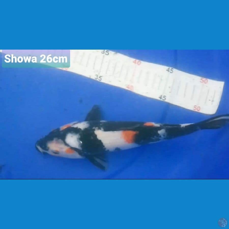 SHOWA 26CM 100K