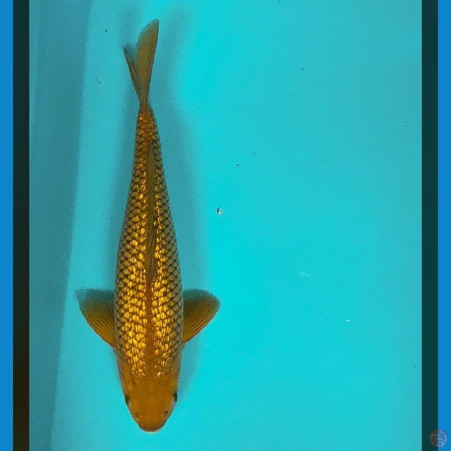 midori.ginrin 30cm male