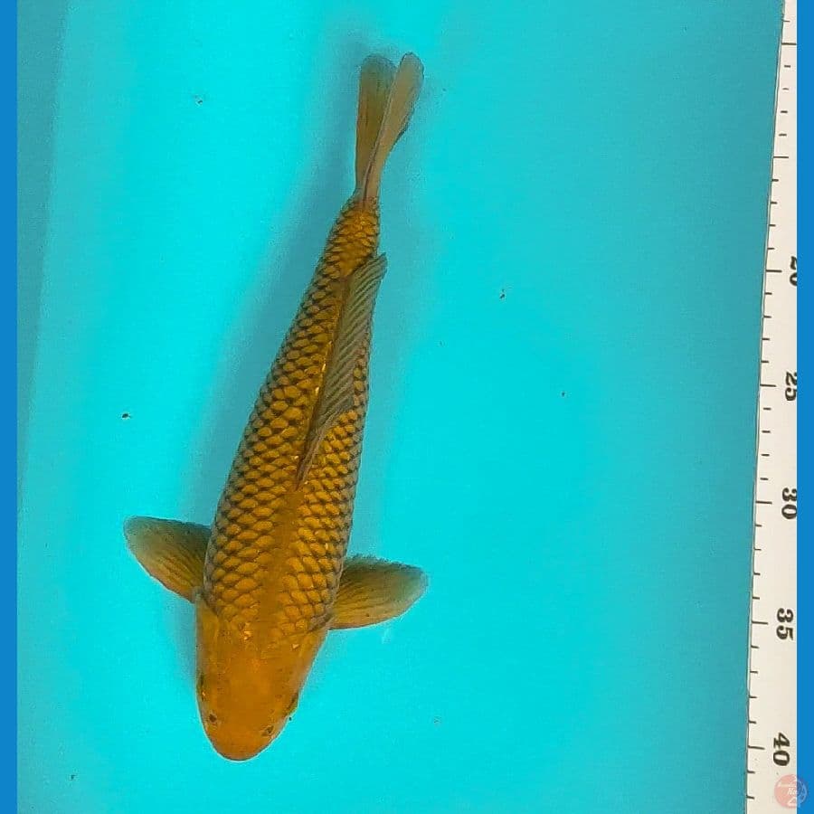midori 29cm male bakat jumbo