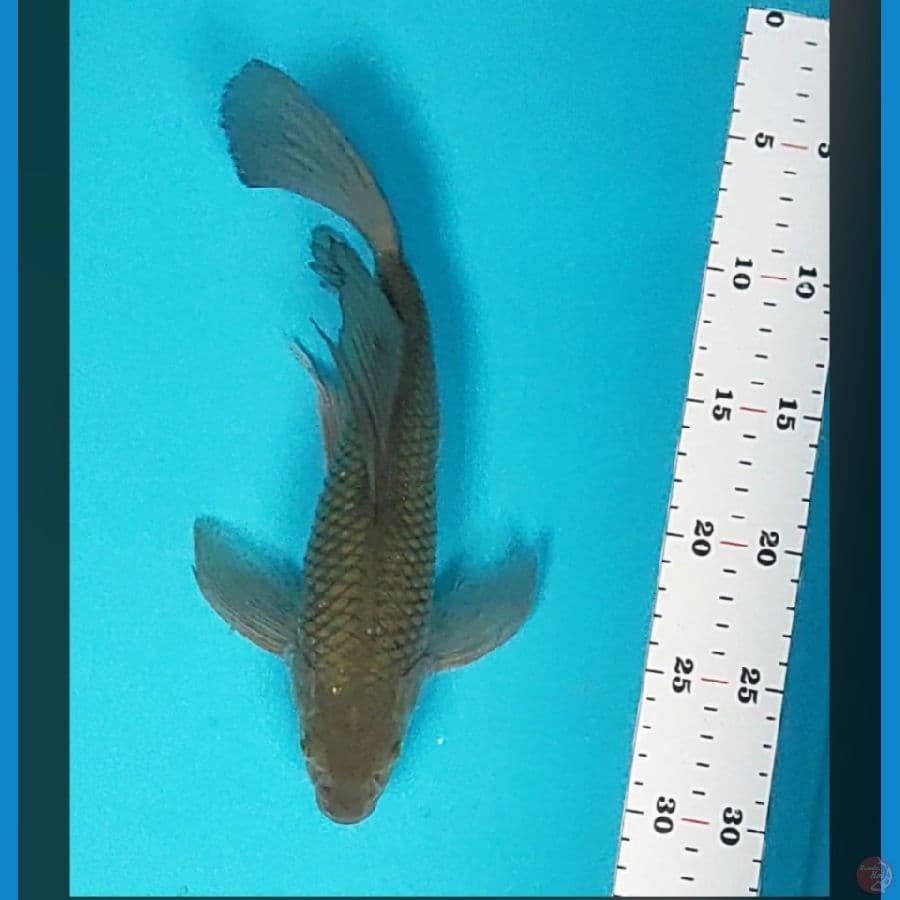 kumpay soragoi 29cm male