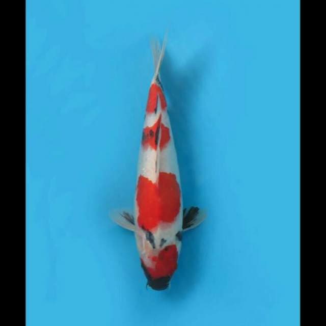 F1 Yondan Kindai Showa 33cm Female Tosai