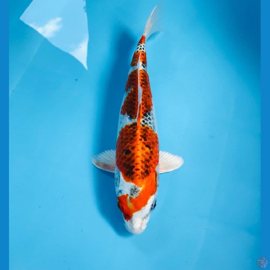 kujaku, 28 cm