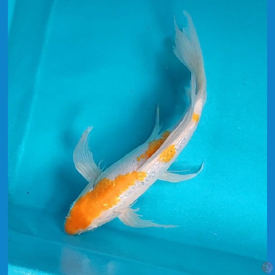 kumpay kohaku koyo 31cm male