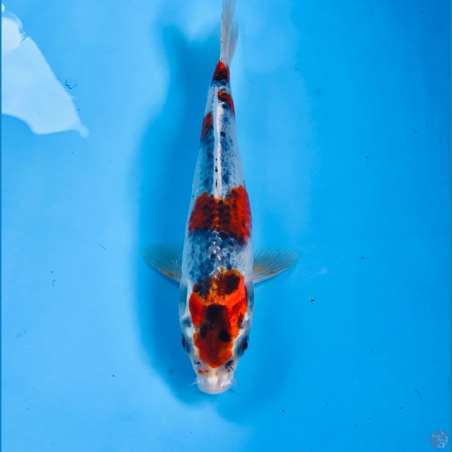 goshiki, 22 cm
