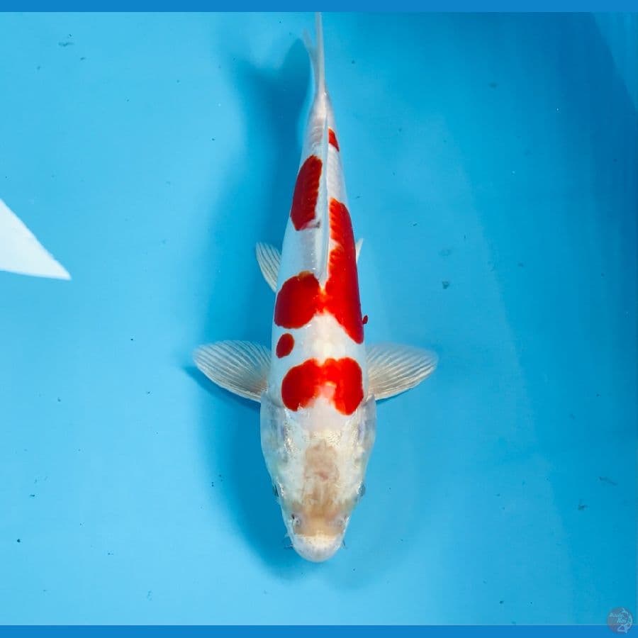 kikushui, 25 cm