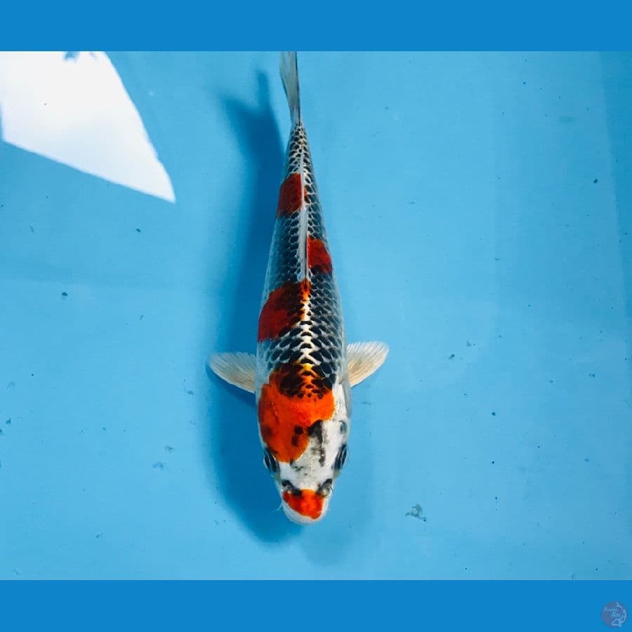 kujaku, 20 cm