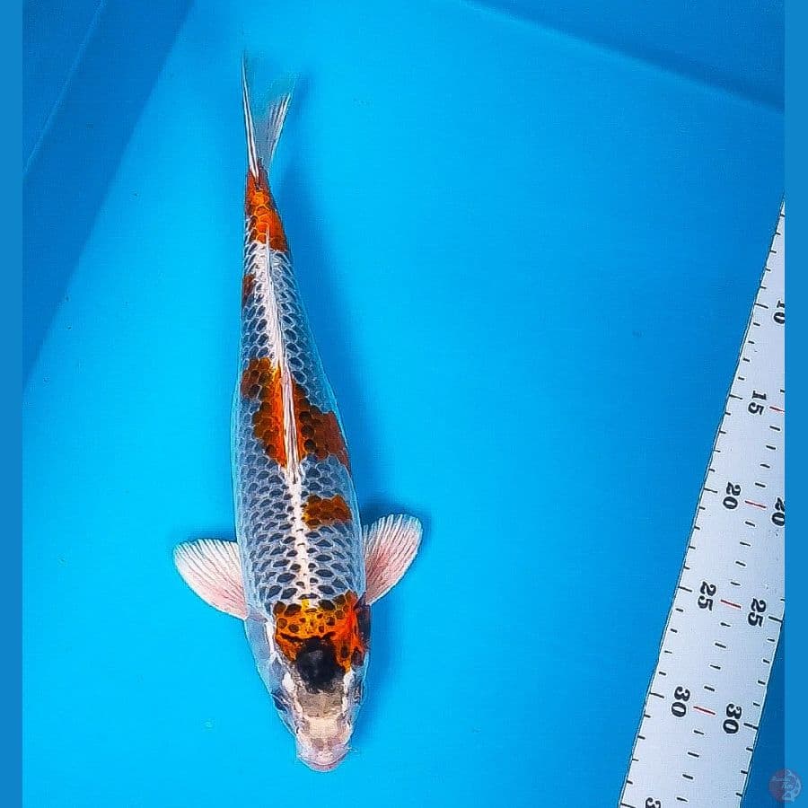 kujaku 32cm male