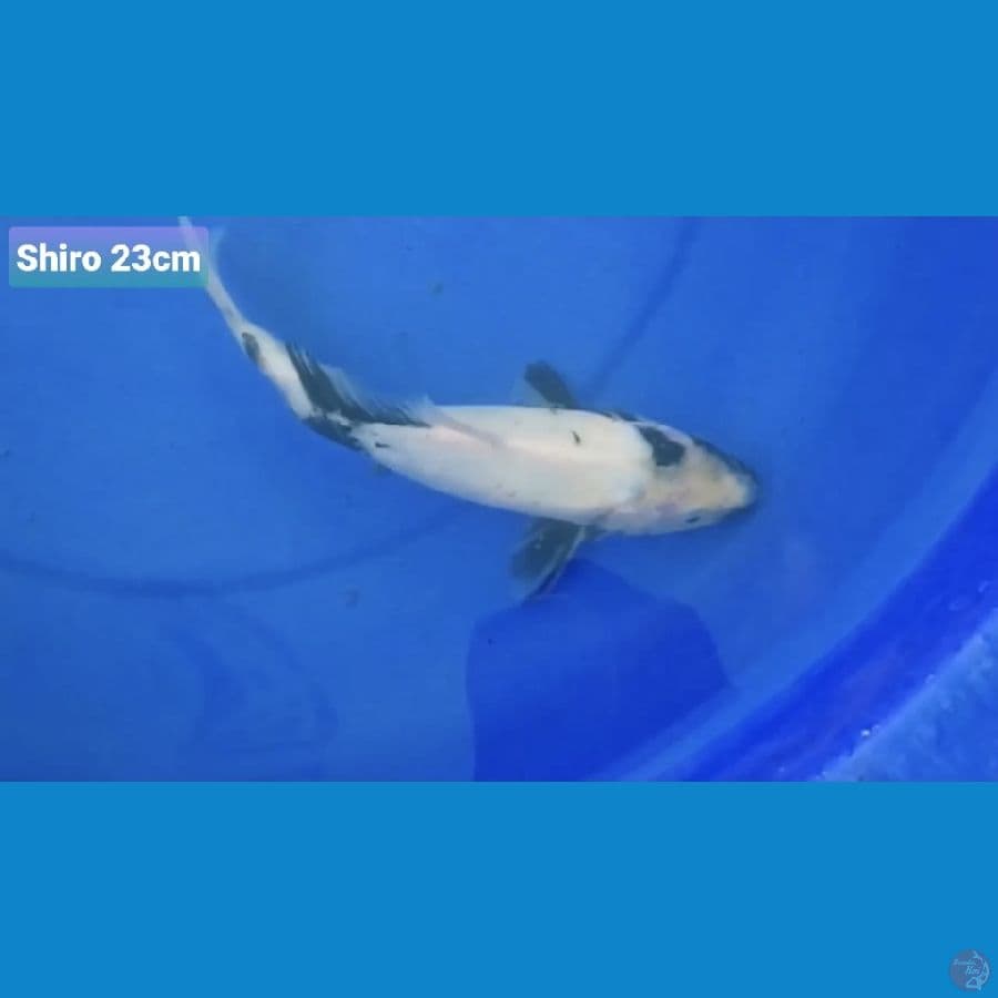 SHIRO 25CM 100K