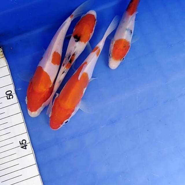 Kohaku & sanke
