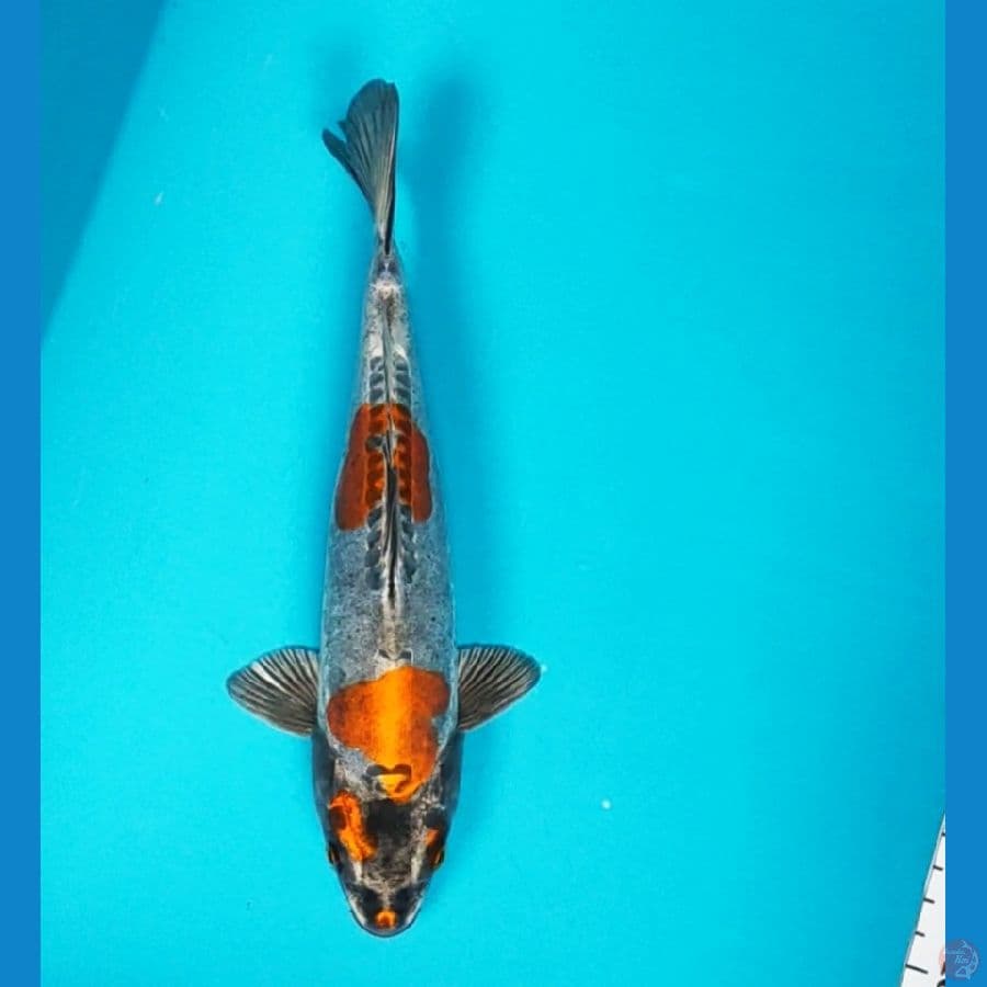 beni kiko jos 25cm male