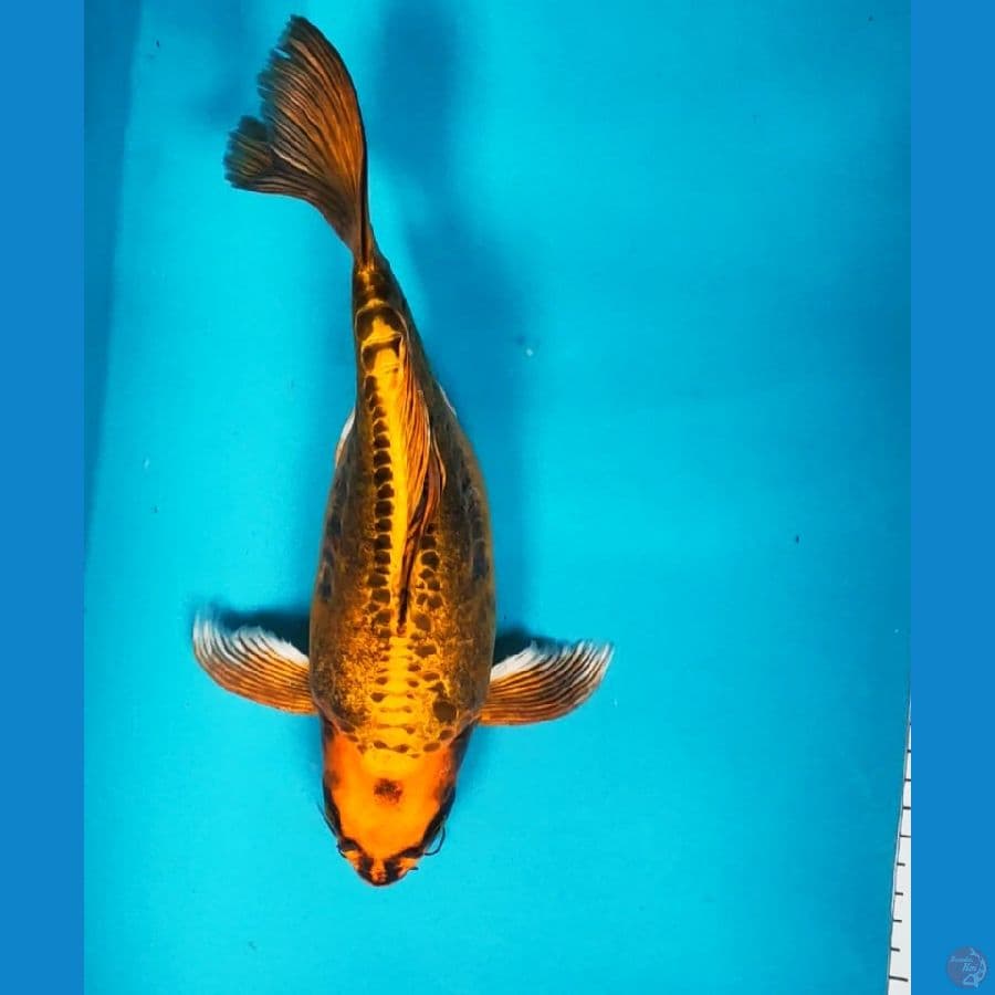 kumpay antik 30cm