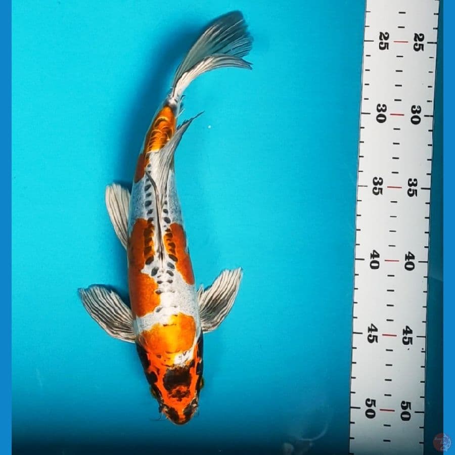 kumpay benikiko 29cm male