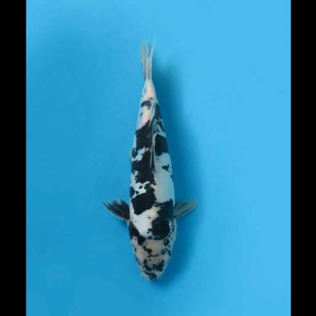 Shiro Doitsu Murni Tategoi 27cm Male Tosai 