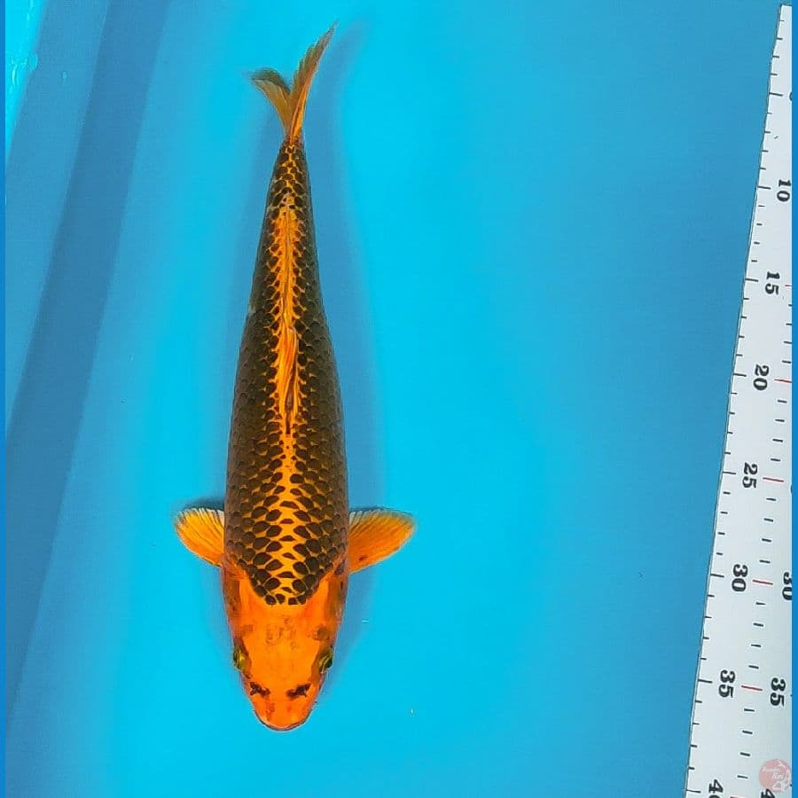 aka matsuba 33cm