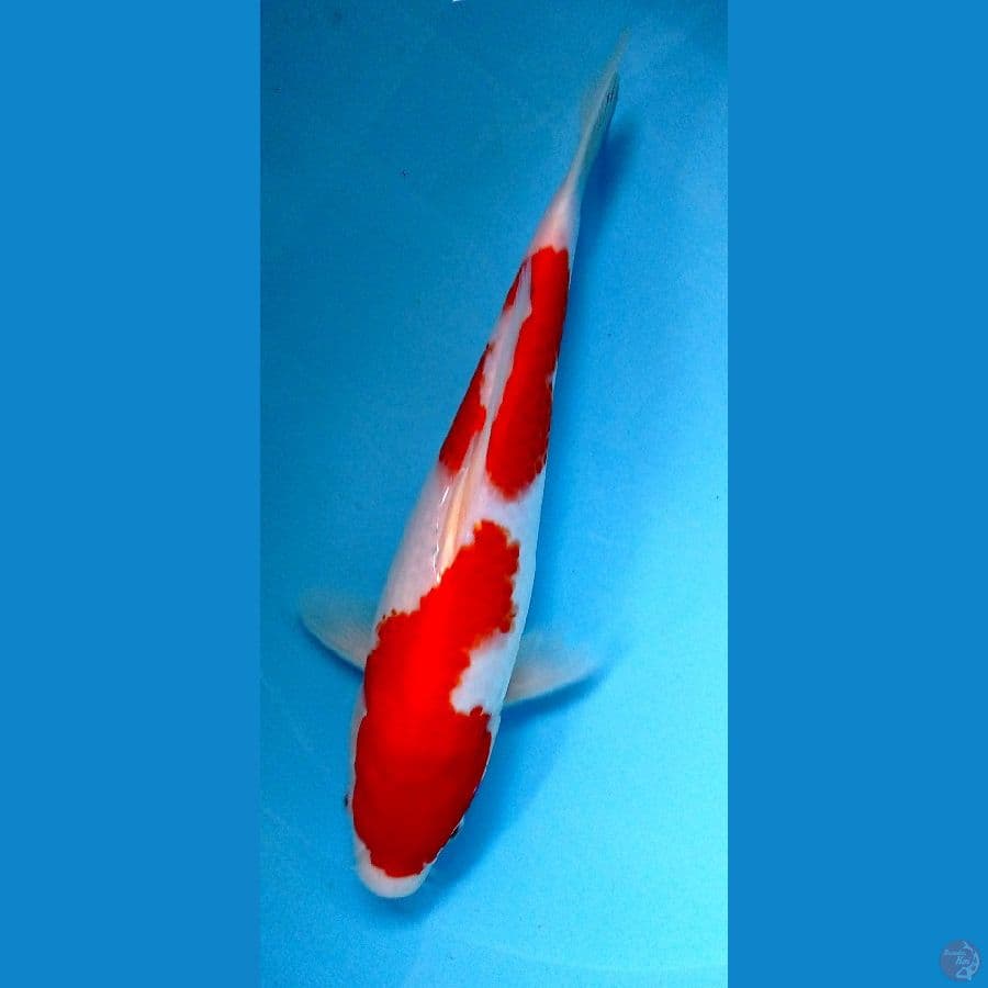 kohaku 30 cm