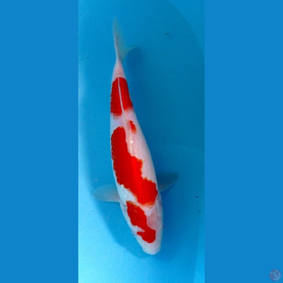 kohaku 30cm