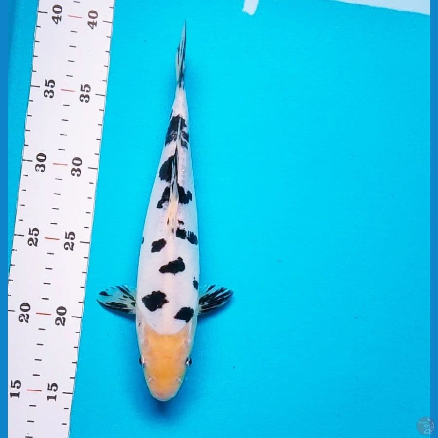 bekko HQ 24cm male