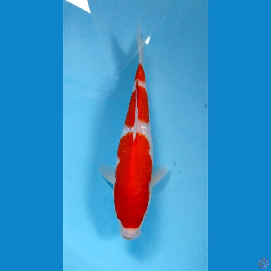 kohaku 24cm