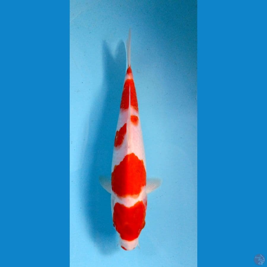 kohaku 27cm