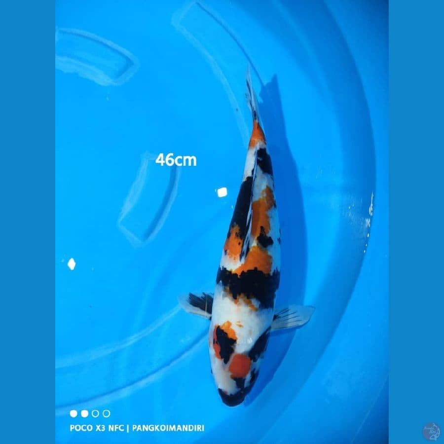 SHOWA JUMBO (46 CM) 