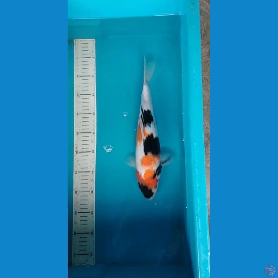 showa 35 cm famale