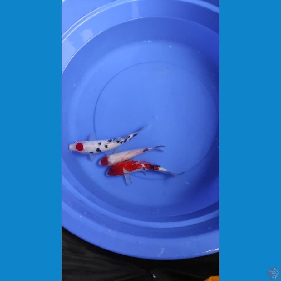 25-30cm 3 ekoe tc sanke & sowa ginrin