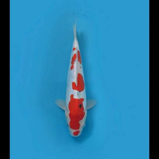Sanke Doitsu Murni Original 33cm Male Tosai 