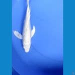 platinum slayer sz 35cm 