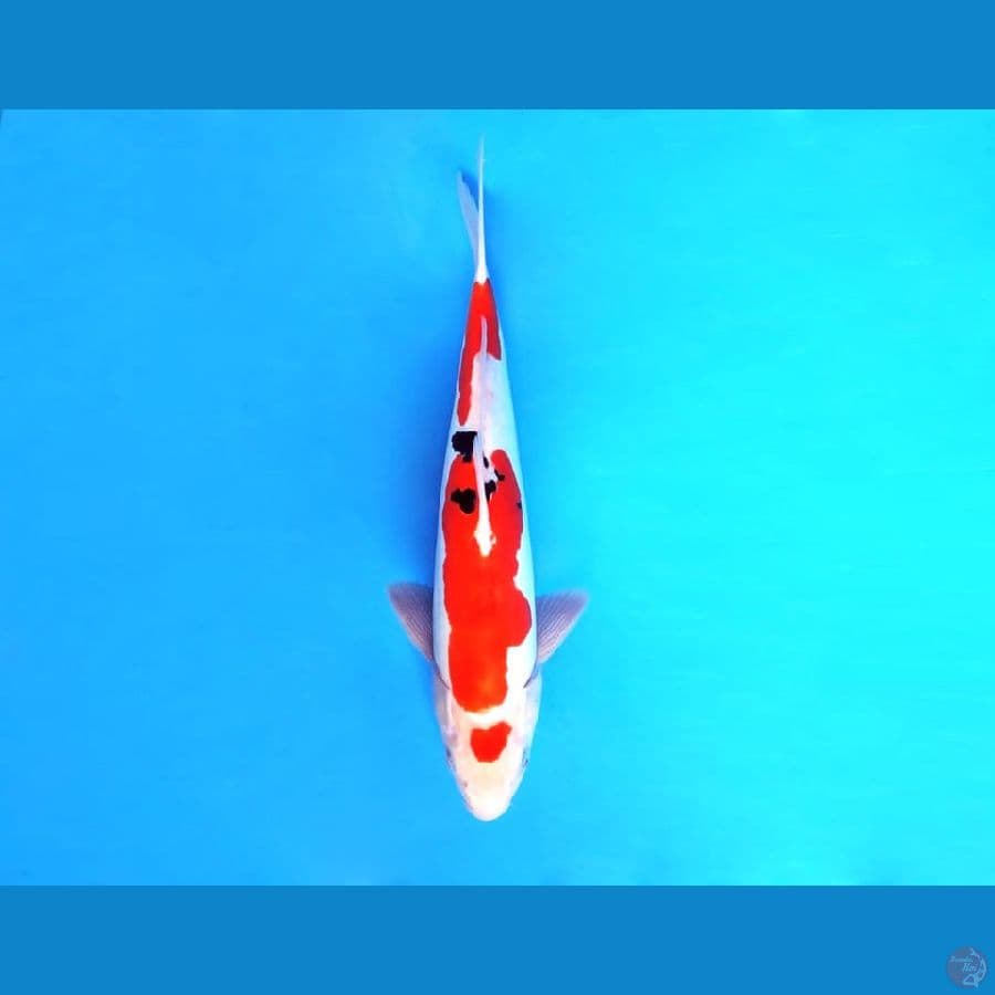 8.SANKE DOITSU 35 cm/male