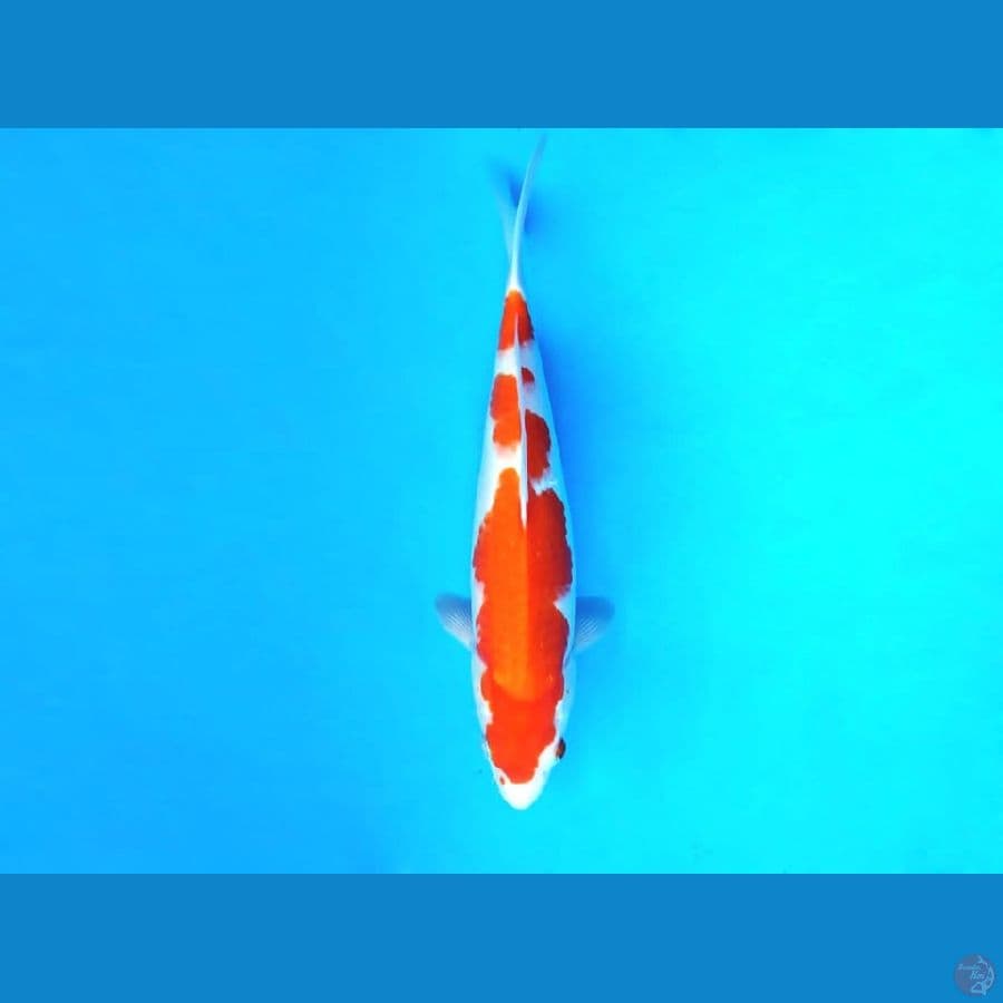 11.KOHAKU 32 cm/famale