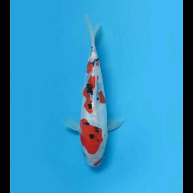 Sanke Doitsu Murni Original 23cm Male Tosai 