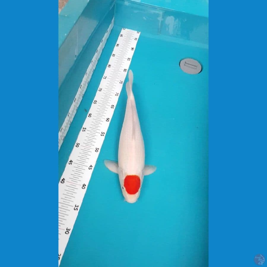 TANCHO KOHAKU ORI