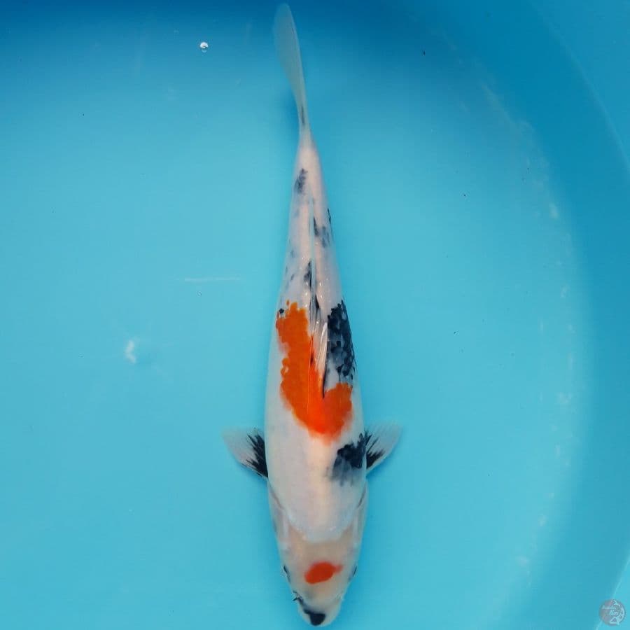 Showa Punuk Tategoi  31cm
