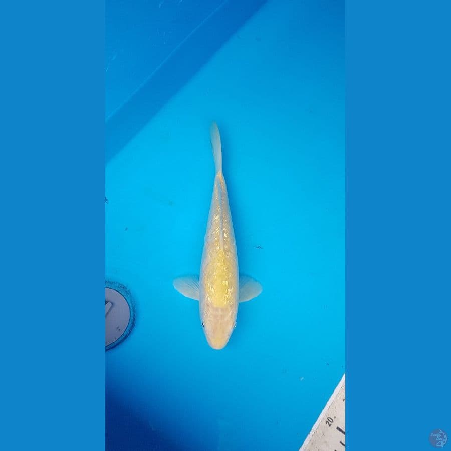 karashi aragoke ginrin 27cm