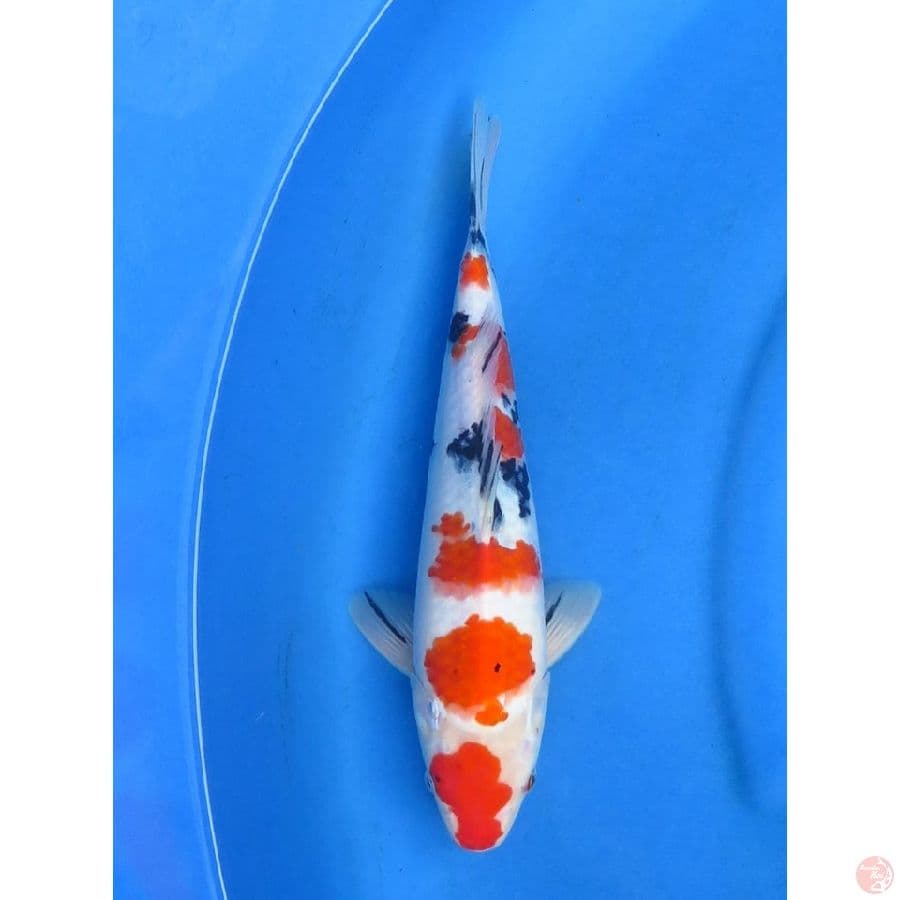 34cm - F1 Sakura Sanke