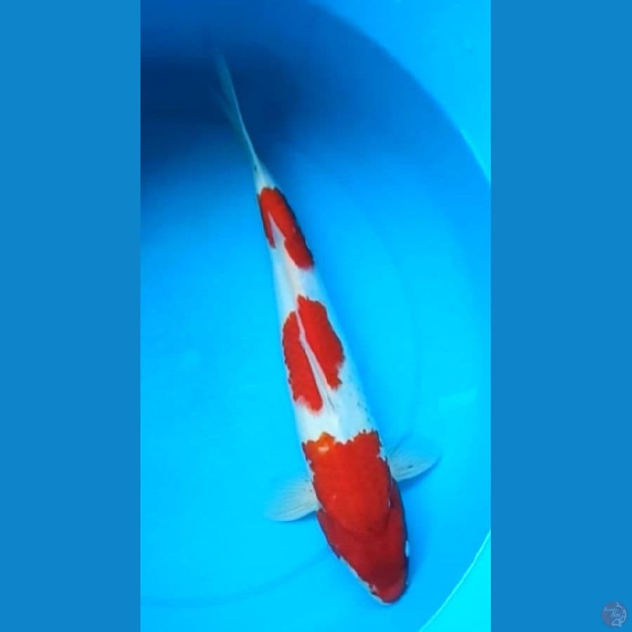 KOHAKU 37 Cm