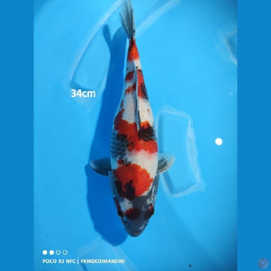 SHOWA BULKY (34CM)