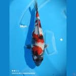 SHOWA BULKY (34CM)