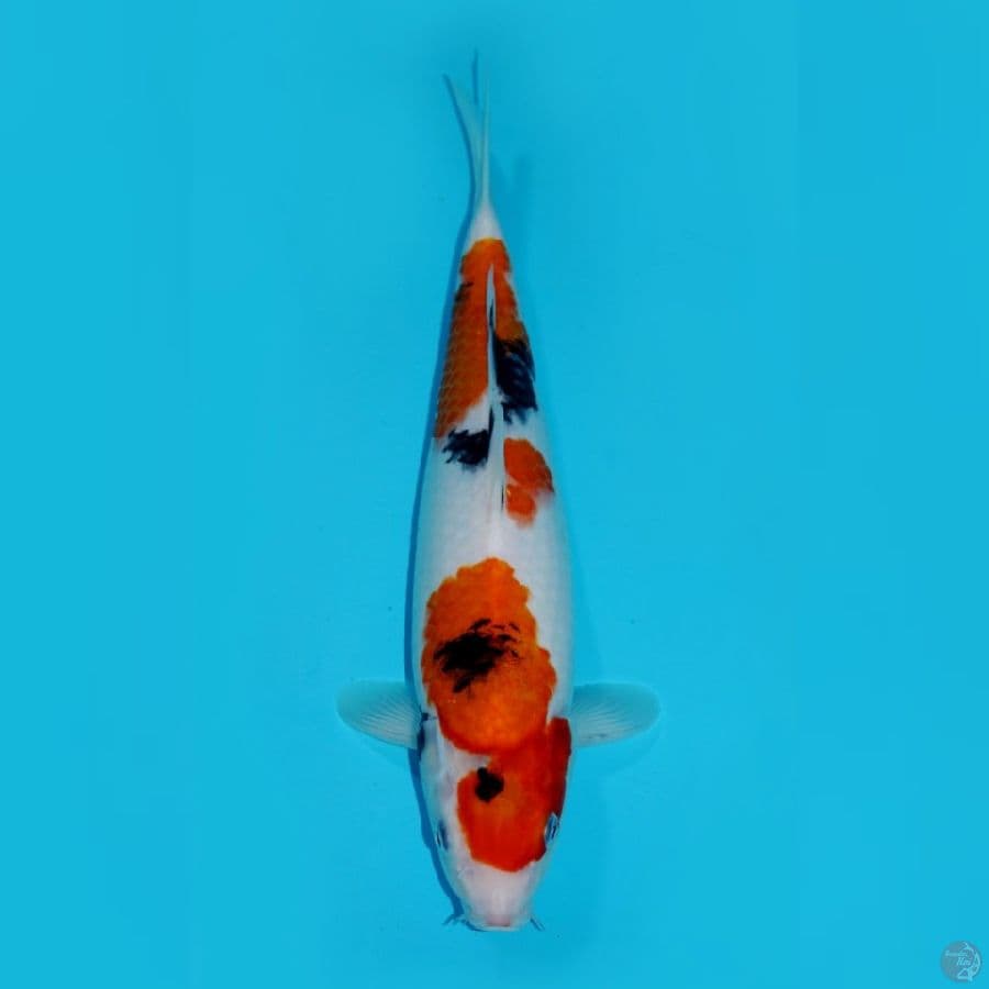 KINDAI SHOWA SANDAN 36CM