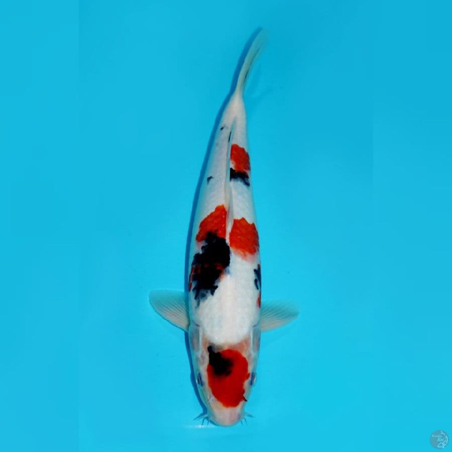 MARUTEN KINDAI SHOWA SANDAN 35CM
