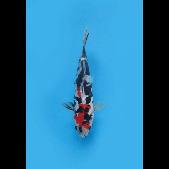 (23cm) SHOWA DOITSU MURNI STRONG - TOSAI 