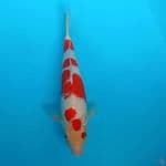 patria1 kohaku 30cm