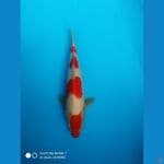 patria4 kohaku step 30cm