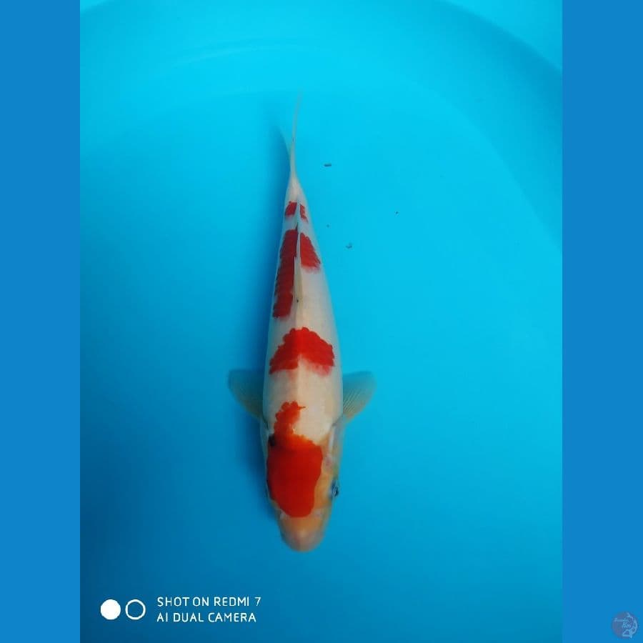 patria5 sanke 32cm