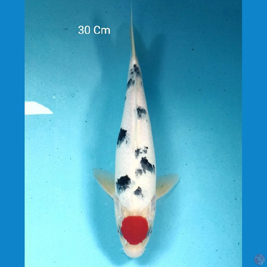Tancho Sanke, male 30 Cm