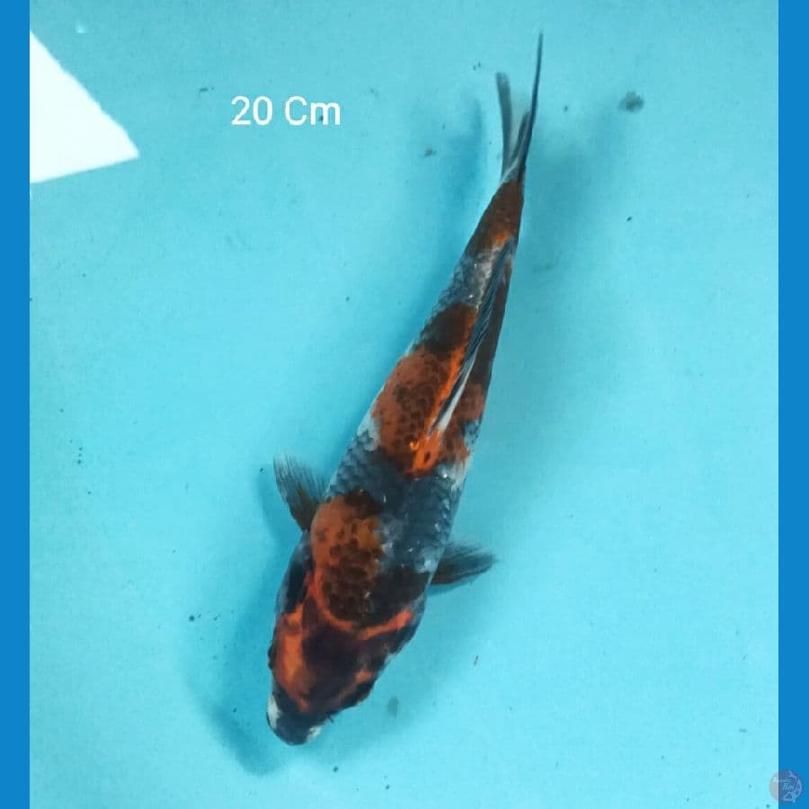 Kage Showa , 20 Cm