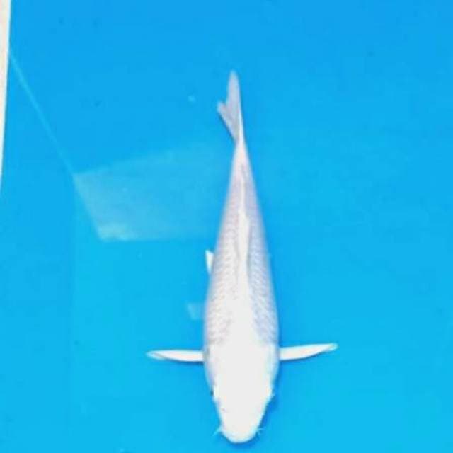 Putih bersih 26cm