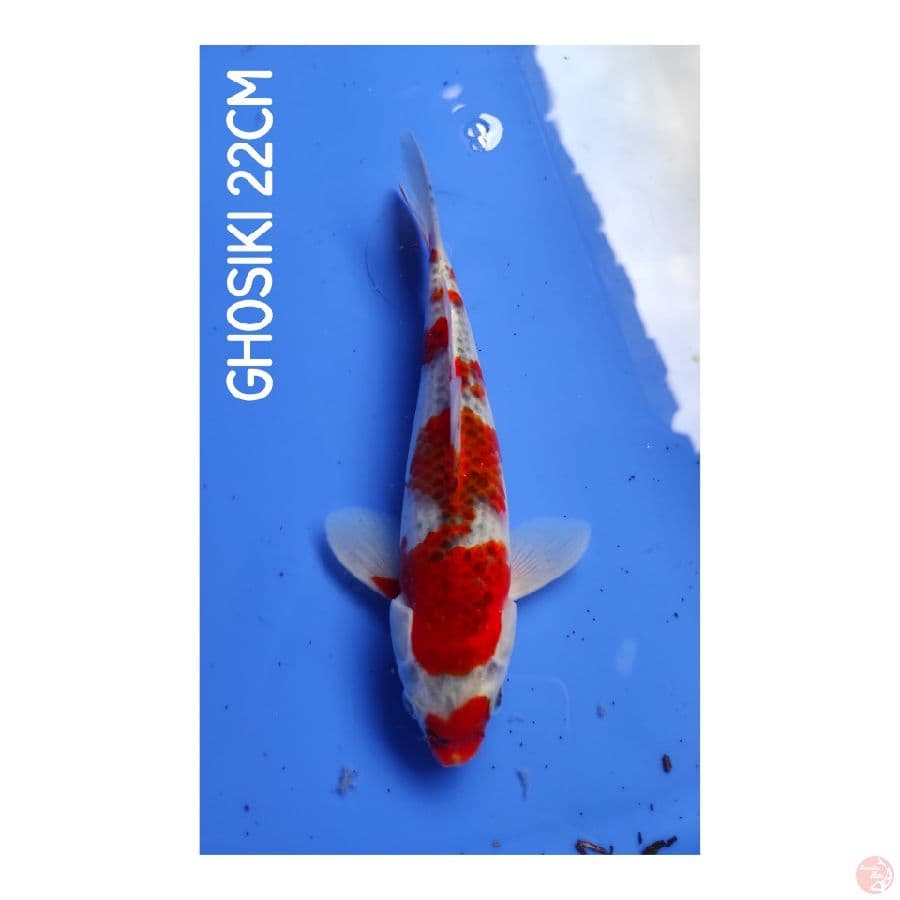 Ghosiki
