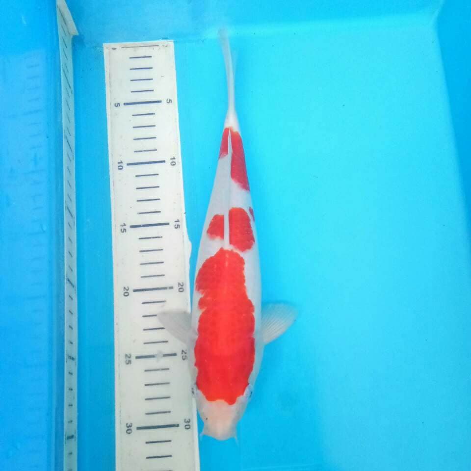 kohaku F1