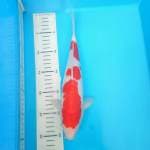 kohaku F1